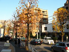 autumn daikanyama